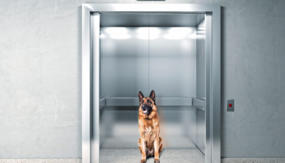 38558408 - classic elevator and german shepherd